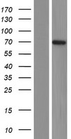 Neurofascin (NFASC) Human Over-expression Lysate