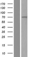 RASGRP 4 (RASGRP4) Human Over-expression Lysate