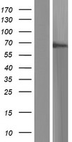 SBSN Human Over-expression Lysate