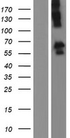 DISC1 Human Over-expression Lysate