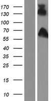 DISC1 Human Over-expression Lysate