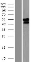 FAM90A13P Human Over-expression Lysate
