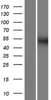 FAM90A20P Human Over-expression Lysate
