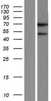 FAM90A14P Human Over-expression Lysate