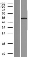 FAM90A18P Human Over-expression Lysate