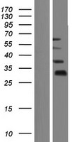 FAM90A9P Human Over-expression Lysate