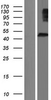 DISC1 Human Over-expression Lysate