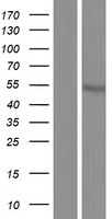 ODR4 (C1orf27) Human Over-expression Lysate