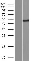 PODNL1 Human Over-expression Lysate