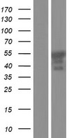 ER81 (ETV1) Human Over-expression Lysate