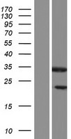 Sex Hormone Binding Globulin (SHBG) Human Over-expression Lysate