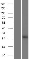 CBY3 Human Over-expression Lysate