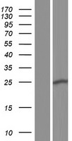 ST6GALNAC3 Human Over-expression Lysate
