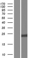 SPINT2 Human Over-expression Lysate