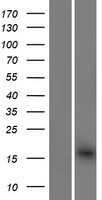 BET1P1 Human Over-expression Lysate