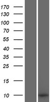 Small integral membrane protein 1 (SMIM1) Human Over-expression Lysate
