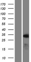 BOULE (BOLL) Human Over-expression Lysate