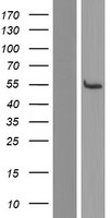 C14orf166B (LRRC74A) Human Over-expression Lysate
