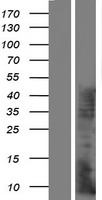 KRTAP7-1 Human Over-expression Lysate
