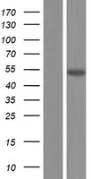26S proteasome non ATPase regulatory subunit 12 (PSMD12) Human Over-expression Lysate