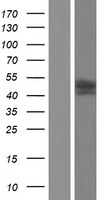 Kv beta 1 (KCNAB1) Human Over-expression Lysate