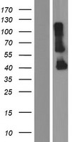 CYHR1 Human Over-expression Lysate