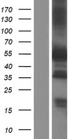 Paxillin (PXN) Human Over-expression Lysate