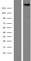 Plexin A4 (PLXNA4) Human Over-expression Lysate