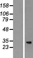 MRPL4 Human Over-expression Lysate