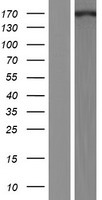 CrkRS (CDK12) Human Over-expression Lysate