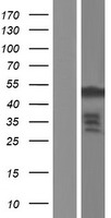 FGFR1 Oncogene Partner (FGFR1OP) Human Over-expression Lysate