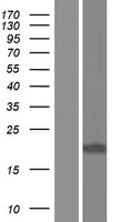 Prostaglandin dehydrogenase 1 (HPGD) Human Over-expression Lysate