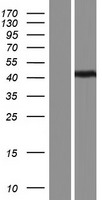 PAS1C1 (LMNTD1) Human Over-expression Lysate