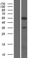 KPNA7 Human Over-expression Lysate