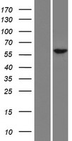 RFX8 Human Over-expression Lysate
