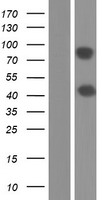 RAP1GAP Human Over-expression Lysate