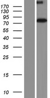GPSM1 Human Over-expression Lysate