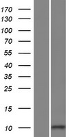 LINC01205 Human Over-expression Lysate