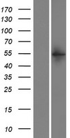 TYW1B Human Over-expression Lysate