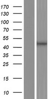 CBWD1 Human Over-expression Lysate