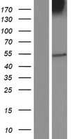 Mu Opioid Receptor (OPRM1) Human Over-expression Lysate
