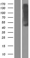 Mu Opioid Receptor (OPRM1) Human Over-expression Lysate