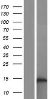 OCC1 (C12orf75) Human Over-expression Lysate
