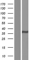 GATSL1 Human Over-expression Lysate