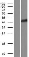 XAB1 (GPN1) Human Over-expression Lysate
