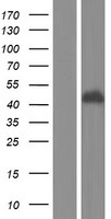 BTN3A1 Human Over-expression Lysate