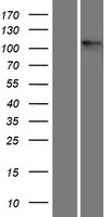 CD51 (ITGAV) Human Over-expression Lysate