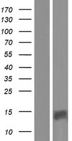 PATE4 Human Over-expression Lysate
