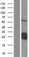 Secretogranin V (SCG5) Human Over-expression Lysate