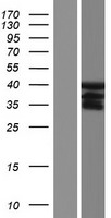 RASSF7 Human Over-expression Lysate